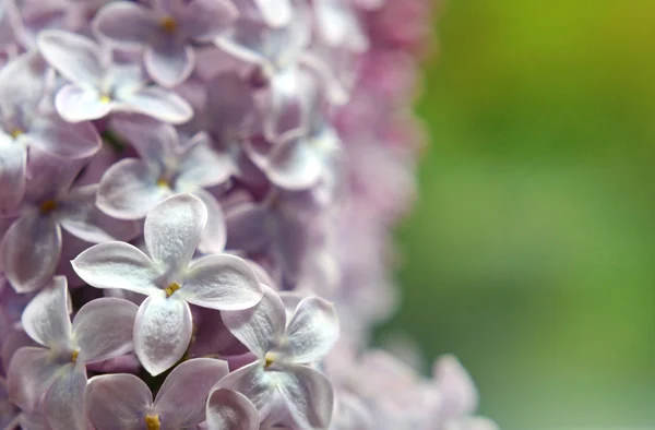 ライラックの花クローズ アップ (チラシ、グリーティング - の背景概念 — ストック写真