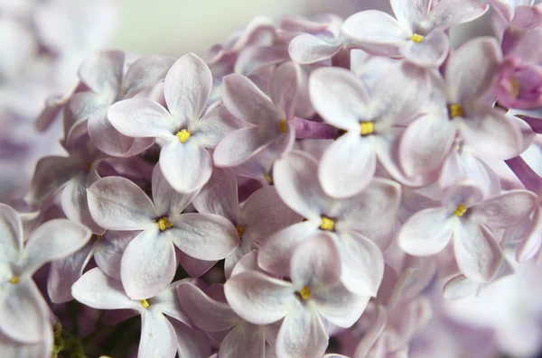 Flores lila se cierran en colores pastel —  Fotos de Stock