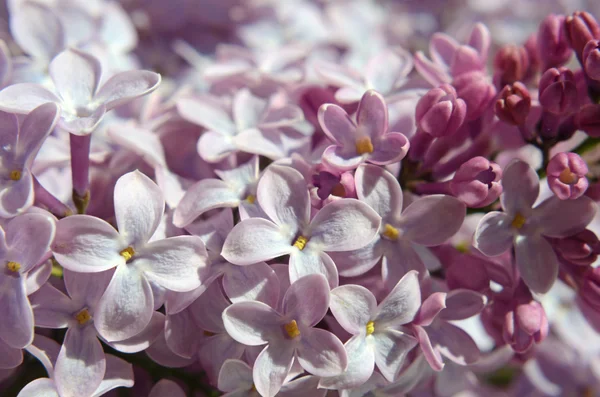 Flores lila se cierran en colores pastel —  Fotos de Stock