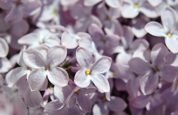 パステル カラーのライラックの花をクローズ アップ — ストック写真