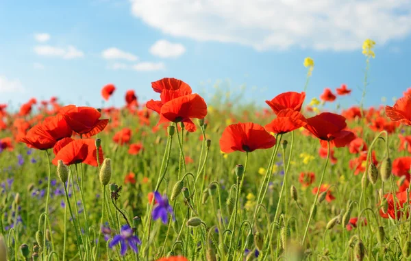 Piękne kwiaty maku w pole przeciwko niebo w pastelowych col — Zdjęcie stockowe