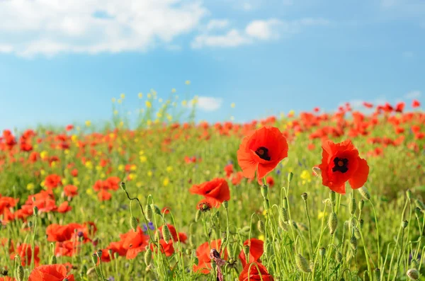 Hermosas flores de amapola en un campo contra el cielo en col pastel — Foto de Stock