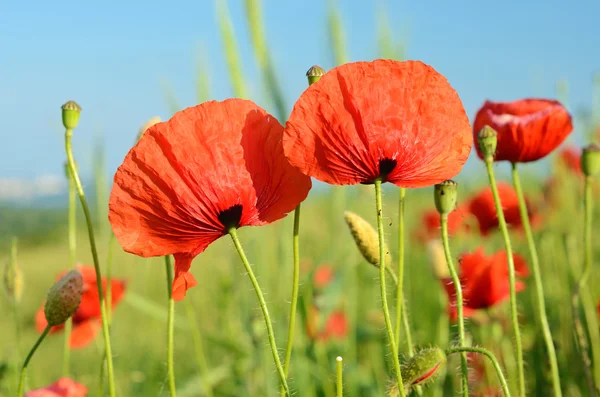 Mooie poppy bloemen in een veld tegen de hemel in pastel col — Stockfoto