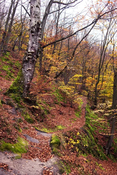 Bela Paisagem Outono Floresta Com Árvores Amarelas Folhas Caídas Musgo — Fotografia de Stock