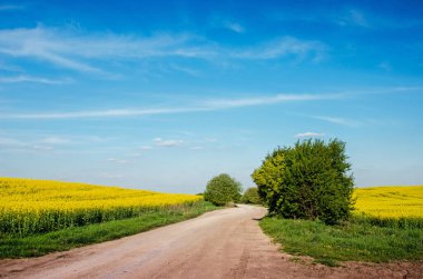 İnanılmaz eğlenceli bahar sarı tecavüz alan ve gruplarla bulutlar gökyüzü karşı bush, yatay