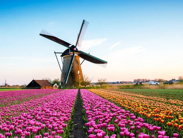 Magiczny Fascynujący Obraz Pięknych Wiatraków Wirujących Pośród Pola Tulipanów Holandii — Zdjęcie stockowe