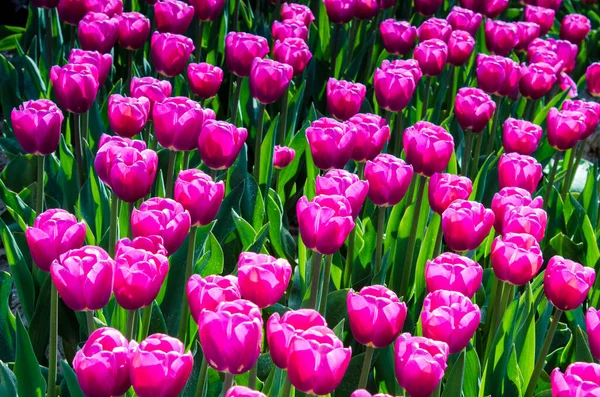 Abstrakter Hintergrund Mit Lila Tulpen Auf Dem Feld — Stockfoto