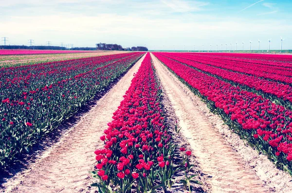 Hermoso Paisaje Con Filas Tulipanes Rojos Medio Campo Los Países —  Fotos de Stock