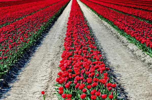 オランダのフィールドの真ん中に赤いチューリップの行を持つ美しい風景 — ストック写真