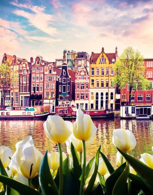Lale ve Amsterdam, Hollanda evleri, güzel yatay (tebrik kartı - kavram)