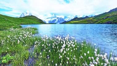 Eriophorum sheuchzeri 'nin göl kenarındaki muhteşem manzarası. İsviçre Alpleri, Wetterhorn, Schreckhorn, Finsteraarhorn ve Bachsee. 