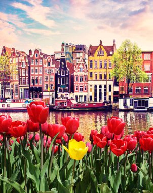Amsterdam, Hollanda'da laleler ve eski Hollanda binaları ile güzel sihirli bahar manzara. harika yerler. popüler turist atraction