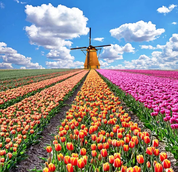 Piękny Magiczny Wiosenny Krajobraz Polem Tulipanowym Wiatrakami Tle Zachmurzonego Nieba — Zdjęcie stockowe