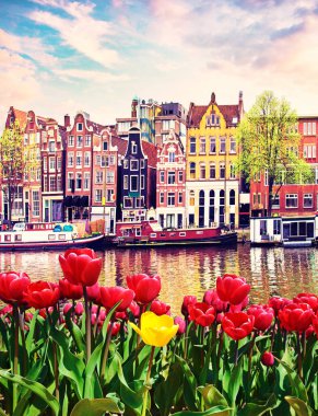 Amsterdam, Hollanda 'da laleleri ve evleri olan muhteşem bir manzara. Harika yerler. Popüler turist akımı.