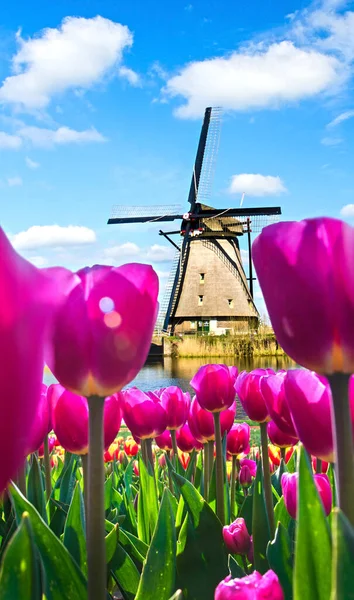 Hermoso Paisaje Mágico Primavera Con Campo Tulipanes Molinos Viento Fondo — Foto de Stock