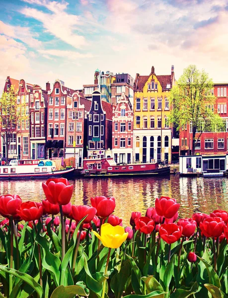 Amsterdam, Hollanda 'da laleleri ve evleri olan muhteşem bir manzara. Harika yerler. Popüler turist akımı.