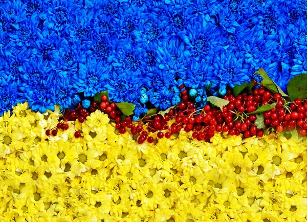 Abstract Viev Wits Flowers Colors National Flag Ukraine Viburnum Which — Stock Photo, Image