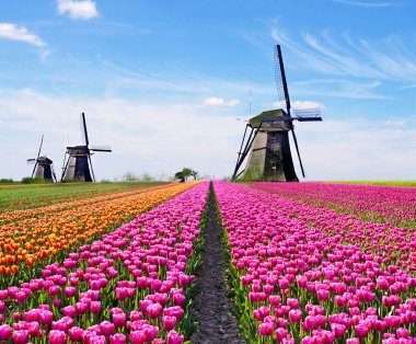 Lale tarlası ve Hollanda 'da bulutlu bir gökyüzünün arka planında yel değirmenleri olan büyüleyici bir bahar manzarası. Büyüleyici yerler..