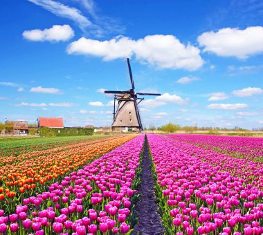 Lale ve yel değirmenleri Hollanda büyülü bir manzara. (Gevşeme, meditasyon, anti-stres - kavram)