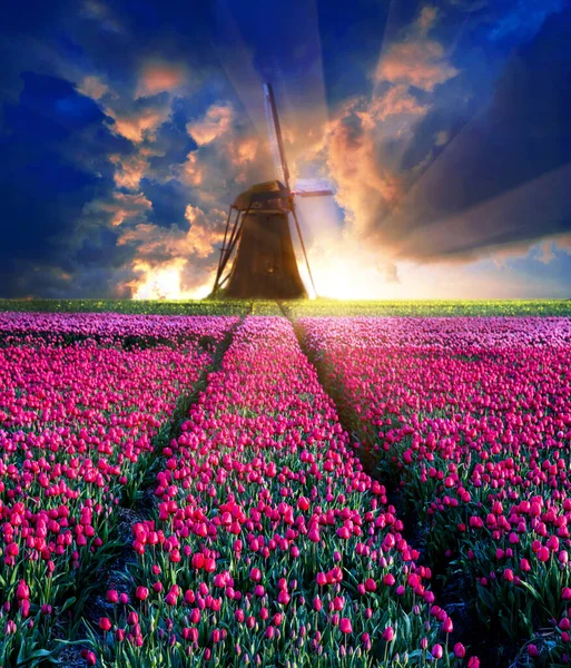Сказочный Волшебный Волшебный Весенний Пейзаж Тюльпаном Полумиле Фоне Облачного Неба — стоковое фото