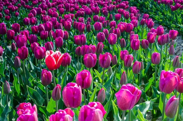 美しい春の風景の楽観的なテクスチャがオランダでフィールドのチューリップと — ストック写真