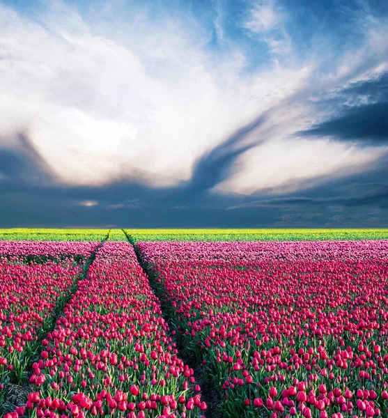 Fabuloso Impresionante Paisaje Mágico Primavera Con Campo Tulipanes Fondo Cielo —  Fotos de Stock