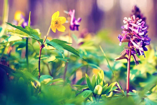 Beautiful optimistic inspirational landscape with flowers of gray and yellow anemone in the forest. Vintage style. (courtship, couple - concept)