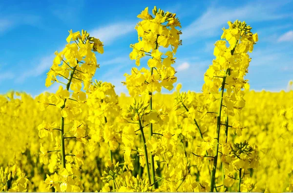 Blue Yellow Image Rapeseed Field Form Trident Coat Arms Ukraine Foto Stock