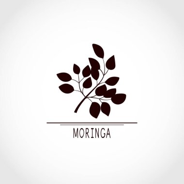 Moringa. Branch, yapraklar. Logo, amblem. Bir gölge..