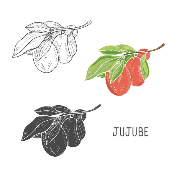 Jujube. Früchte und Blätter. Skizze. Set vorhanden. Ein Gestaltungselement. — Stockvektor
