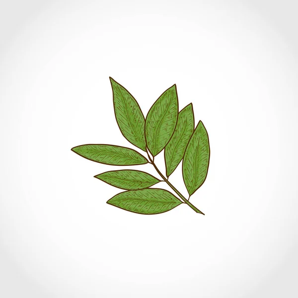 Φύλλα δάφνης Σκίτσο. Ένα στοιχείο σχεδιασμού. Λογότυπο, έμβλημα. — Διανυσματικό Αρχείο