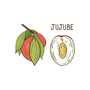 Jujube. Yapraklı bir dal, bir meyve. Fetüsün bir parçası.. 