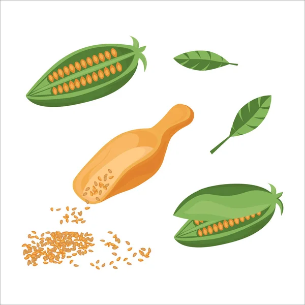 Sesame Fruit Seed Leaves Wooden Scoop Vector Set White Background — Stock Vector