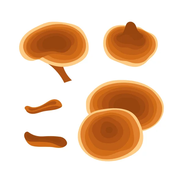 Reishi Champiñones Listos Sobre Fondo Blanco — Vector de stock