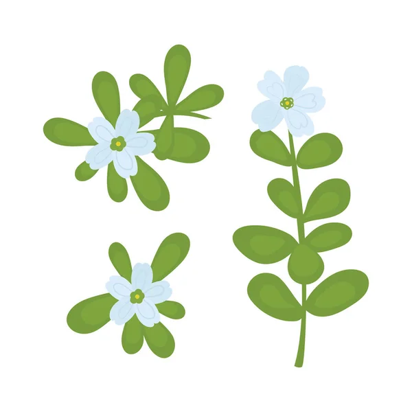 Bacopa Monnieri Heilpflanze Stiel Blätter Blume Farbvektorzeichnung Auf Weißem Hintergrund — Stockfoto