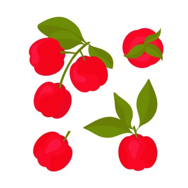 Acerola. Her zaman yeşil bir çalı. Dal, meyve, böğürtlen. Vektör çizimini beyaz arkaplanda ayarla