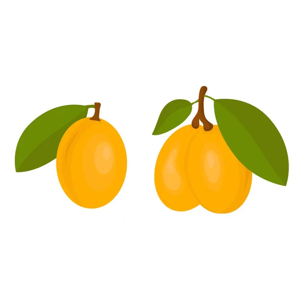 Marulo Sklerocarya Tropické Ovoce Žluté Barvy — Stockový vektor