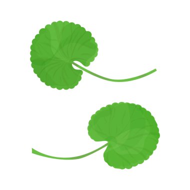 Gotu kola otu. Centella asiatica. İlaç fabrikası..