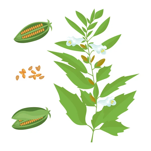 Сезам Растение Капсула Семена Цветы — стоковый вектор