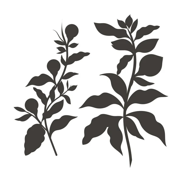 Ασουαγκαντά Γουιτάνια Σόμνιφερα Φαρμακευτικό Φυτό Μαύρη Σιλουέτα — Διανυσματικό Αρχείο