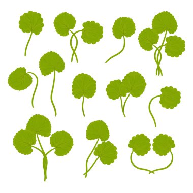 Yapraklar, Gotu kola sapı. Centella asiatica.