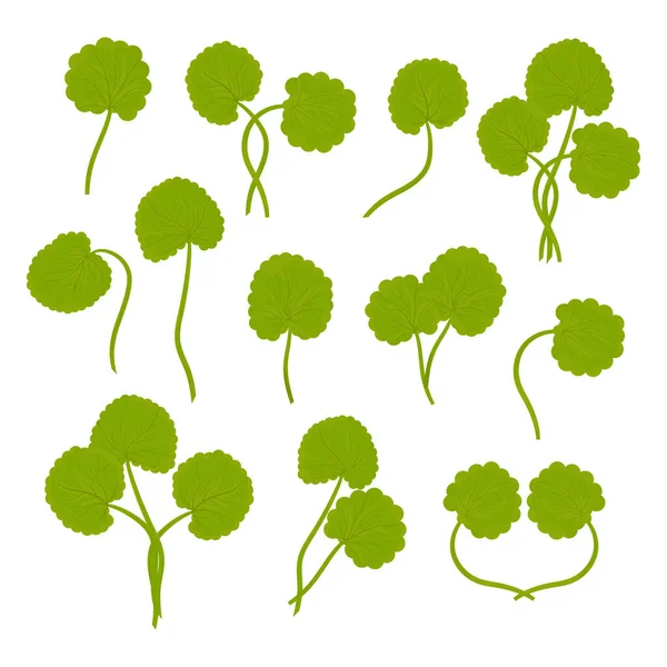 Hojas, tallo de Gotu kola. Centella asiatica. — Archivo Imágenes Vectoriales