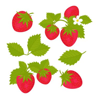 Çilekli. Çilekler, yapraklar, çiçekler. Vektör