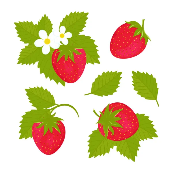 딸기 열매, 나뭇잎, 꽃. — 스톡 벡터