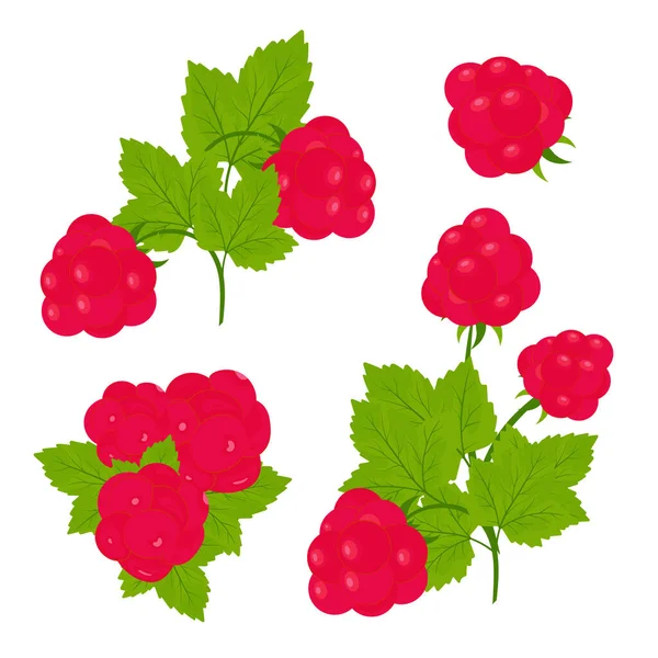 Raspberry Berries Leaves Color Vector Set — Stok Vektör