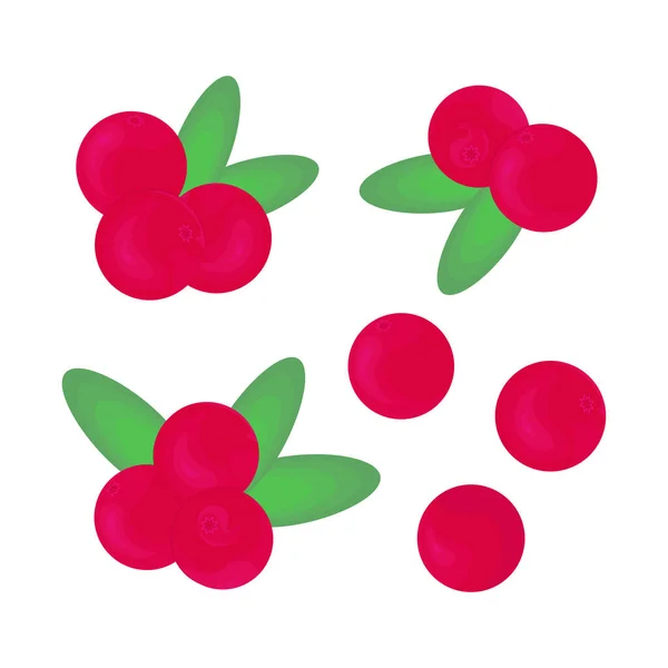 Cranberry. Berries and leaves. Vector set — Stok Vektör