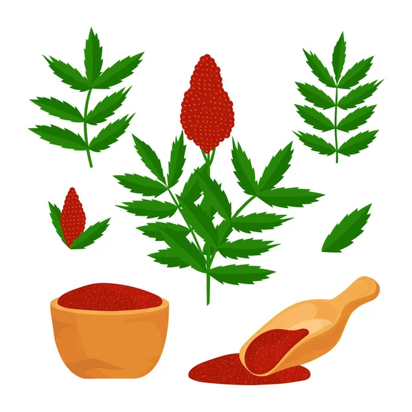 Sumac. Bitki. Yapraklar, çiçek, toz. Vektör illüstrasyonu