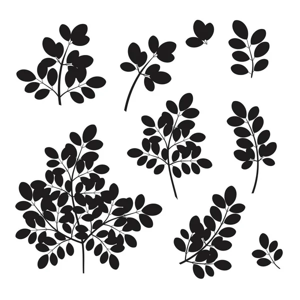 Moringa. Siyah siluet. Yapraklar, dallar..