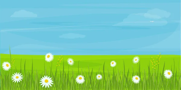 Feld Wiese Mit Kamille Eine Ebene Mit Weißen Blumen Und — Stockvektor