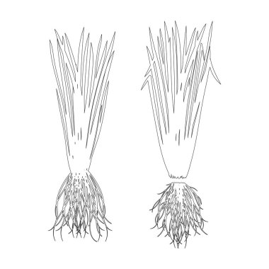 Vetiver. Yapraklar, kök. Taslak Vektör beyaz arkaplanda ayarlandı